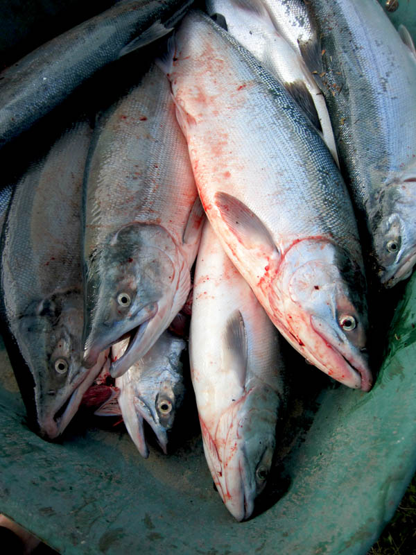 07-20-11 Three man sockeye limit 2.jpg